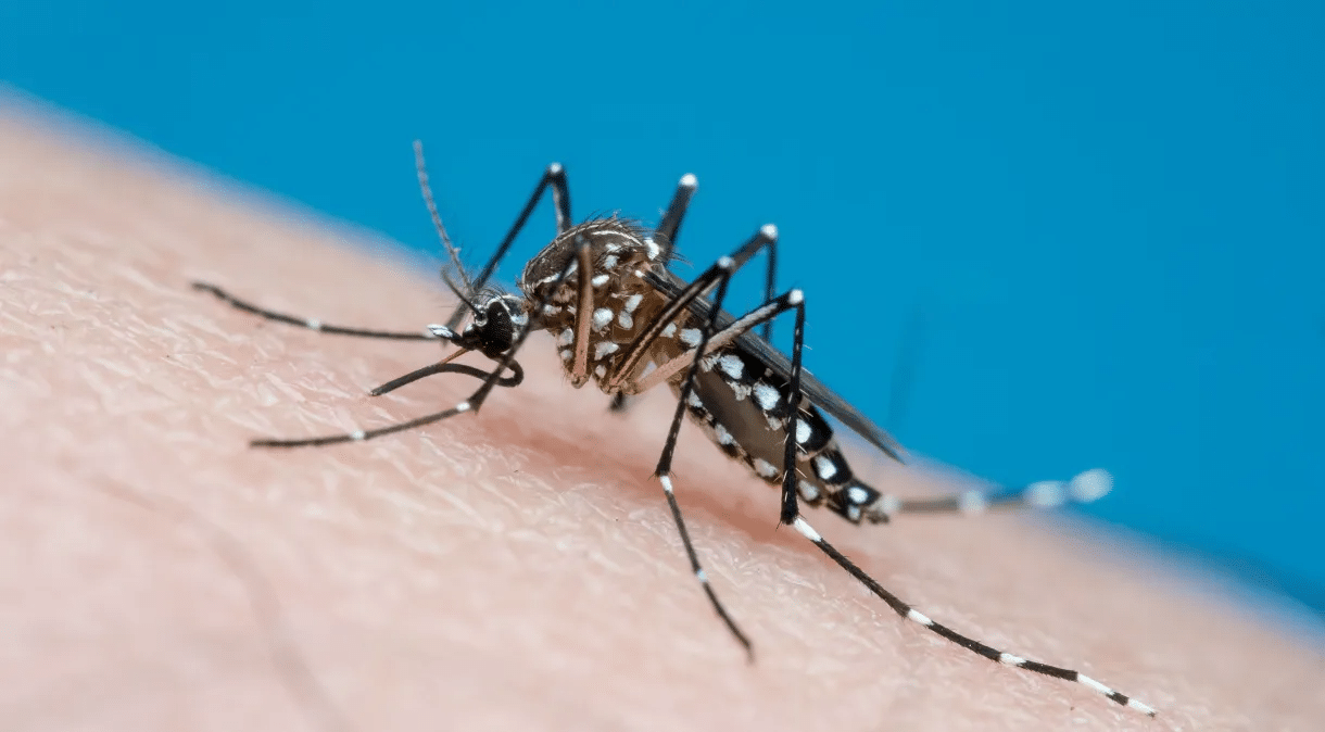 Surto de Dengue deixa o país em alerta – Confira