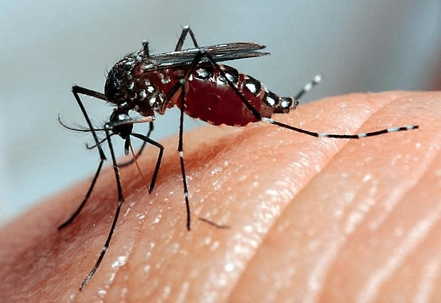 Por que os idosos não foram priorizados na vacinação contra a dengue? Descubra os motivos por trás dessa decisão controversa!