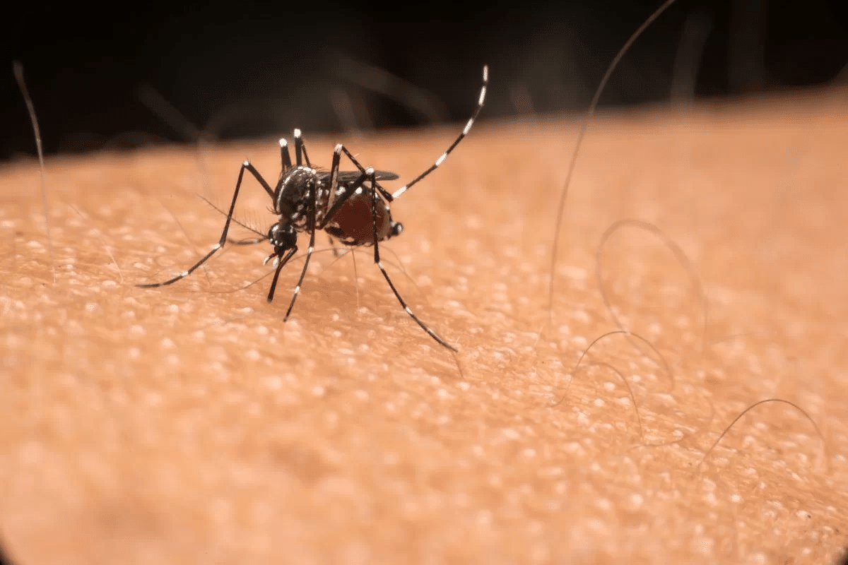 Dengue ou Covid? Sintomas confundem! Descubra como diferenciar e agir diante dessas doenças para proteger sua saúde e de sua família!