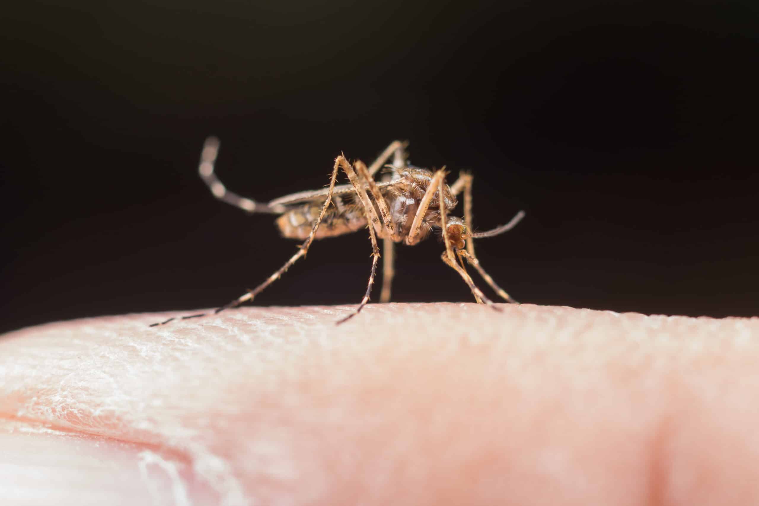 AVANÇO DA DENGUE: Saúde libera R$ 1,5 bilhão para enfrentamento da doença