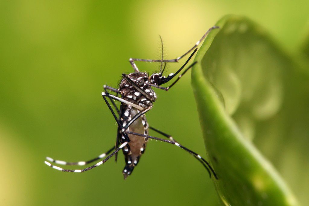Alarmante: Brasil chegou aos 2 milhões de casos de dengue! saiba como se prevenir