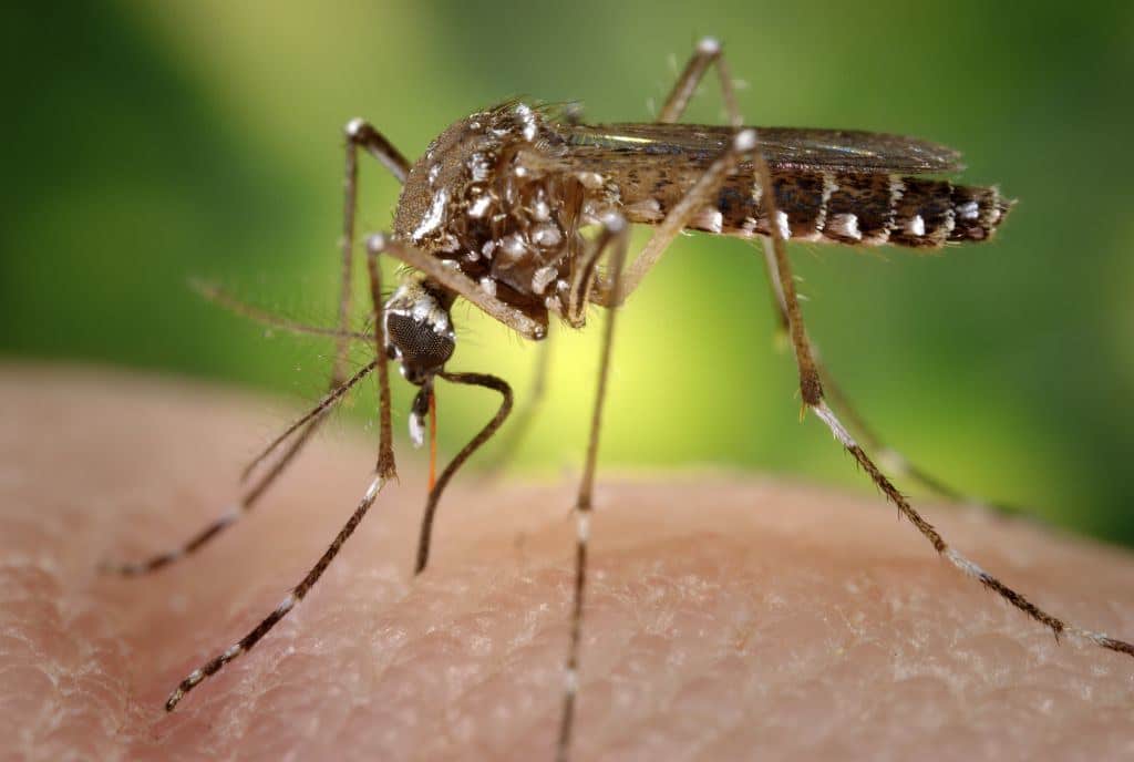 Ministério da Saúde alerta para mortes de idosos por dengue no Brasil- Veja os dados