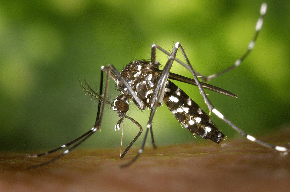 Situação Alarmante: Brasil Registra 184 Mortes por Dengue – Saiba Mais!