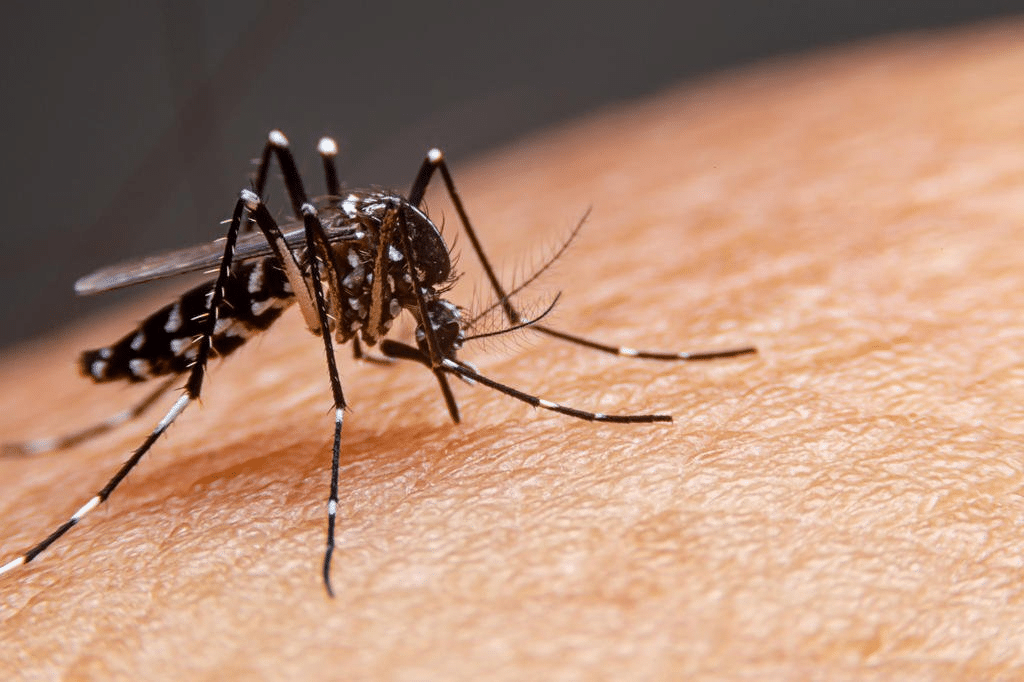 Governo anuncia “Dia D” para combate à Dengue no país: casos chegam perto de 1 milhão