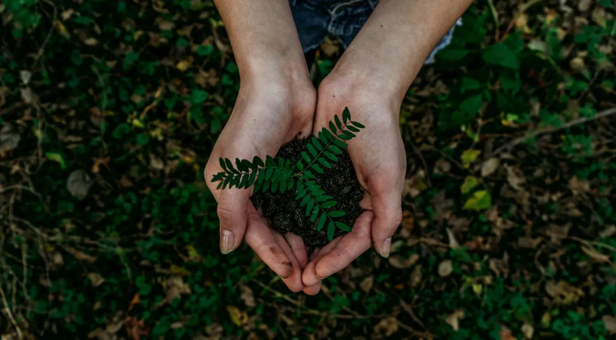 Planta sendo segurada nas mãos. (Fonte: Reprodução Google)