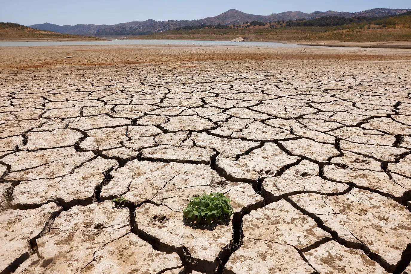 Planta brota no solo rachado do reservatório de La Vinuela. (Fonte: Reprodução Google)