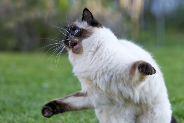 gato